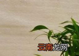 袖珍椰子树的养殖方法和注意事项