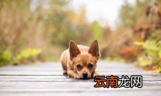 楼房适合养的狗 体型小才占优势