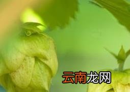 啤酒花的药用价值 啤酒花的好处