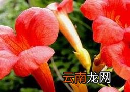 凌霄花的功效与作用 凌霄花的禁忌