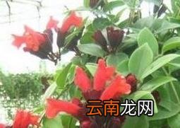 口红吊兰如何养殖 口红吊兰的养殖方法