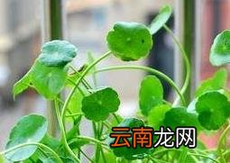 铜钱草如何繁殖 铜钱草的种植方法