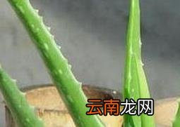 长叶芦荟的养殖方法和注意事项