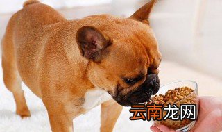 法斗幼犬是什么狗粮 养法斗的人都选什么狗粮
