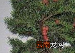 红豆杉怎么养 养殖红豆杉的注意事项