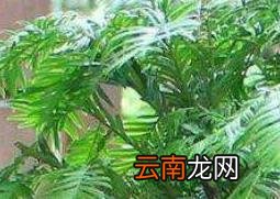 红豆杉怎么养 养殖红豆杉的注意事项