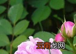 蔷薇怎么养 蔷薇的养殖方法和注意事项