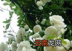蔷薇怎么养 蔷薇的养殖方法和注意事项