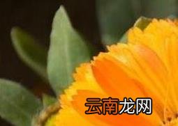 金盏花的功效与作用 金盏花的副作用