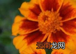 金盏花的功效与作用 金盏花的副作用