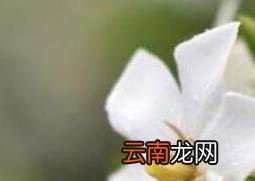 栀子花香水怎么做 栀子花香水的功效与作用