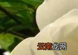 栀子花香水怎么做 栀子花香水的功效与作用