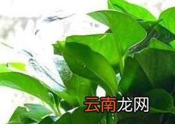 绿萝叶子变黄的原因 绿萝叶子变黄怎么办