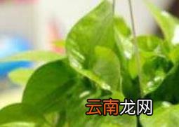 绿萝叶子变黄的原因 绿萝叶子变黄怎么办