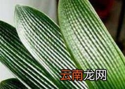 君子兰烂根怎么办 君子兰烂根如何解决