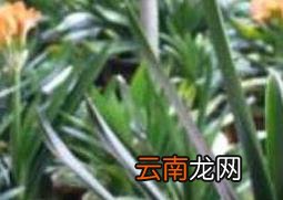 君子兰烂根怎么办 君子兰烂根如何解决