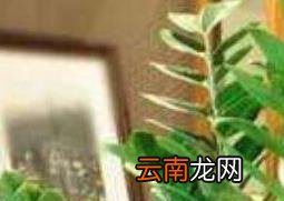 金钱树叶子发黄怎么办 金钱树叶子发黄解决办法