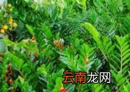 金钱树叶子发黄怎么办 金钱树叶子发黄解决办法