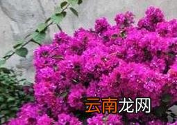 三角梅的养殖方法和注意事项