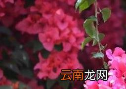 三角梅的养殖方法和注意事项