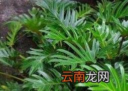 春羽的养殖方法和养殖注意事项