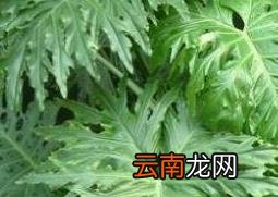 春羽的养殖方法和养殖注意事项