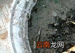 碗莲藕根如何养殖 碗莲藕根的种植方法