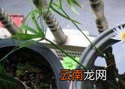 碗莲藕根如何养殖 碗莲藕根的种植方法