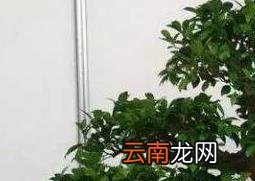 如何制作榕树盆景 榕树盆景的制作方法