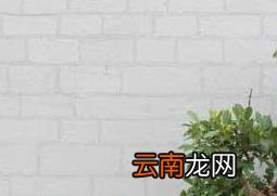 如何制作榕树盆景 榕树盆景的制作方法