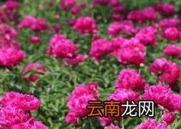 盆栽牡丹花怎么养 家庭盆栽牡丹种植方法