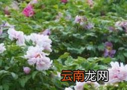 盆栽牡丹花怎么养 家庭盆栽牡丹种植方法