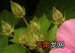 木芙蓉图片 木芙蓉的功效与作用