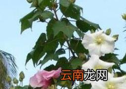 木芙蓉图片 木芙蓉的功效与作用