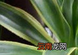 金边龙舌兰泡酒的作用 金边龙舌兰怎么泡酒