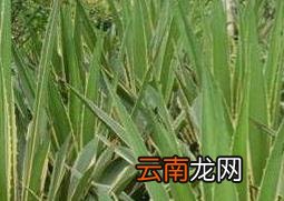 金边龙舌兰泡酒的作用 金边龙舌兰怎么泡酒