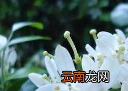 九里香有毒吗 九里香种子种植方法