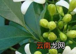 九里香有毒吗 九里香种子种植方法