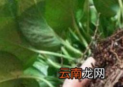 绿萝怎么分盆 绿萝换盆注意事项