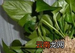 绿萝怎么分盆 绿萝换盆注意事项