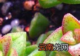 多肉植物怎么养 养殖多肉植物的注意事项