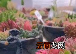 多肉植物怎么养 养殖多肉植物的注意事项