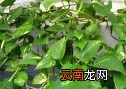 绿萝怎么养 绿萝的养殖方法技巧