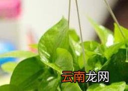 绿萝怎么养 绿萝的养殖方法技巧
