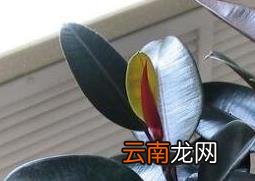 黑金刚怎么养 黑金刚的养殖方法和注意事项