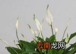 白掌怎么养 白掌的养殖方法和繁殖方法