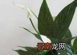 白掌怎么养 白掌的养殖方法和繁殖方法