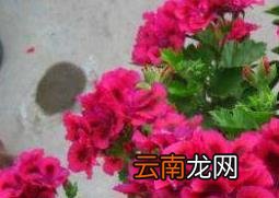 天竺葵怎么养 养殖天竺葵的注意事项