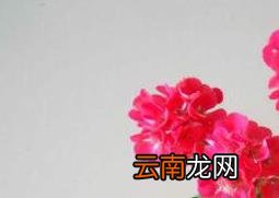 天竺葵怎么养 养殖天竺葵的注意事项