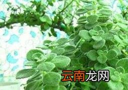 碰碰香怎么养殖 碰碰香的养殖方法